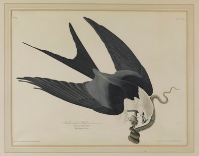 Luňák vlaštovčí od John James Audubon