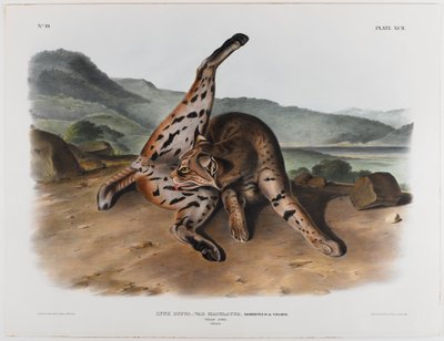 Rys texaský od John James Audubon