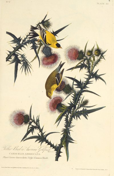 Stehlík americký. Z The Birds of America, 1827-1838. od John James Audubon