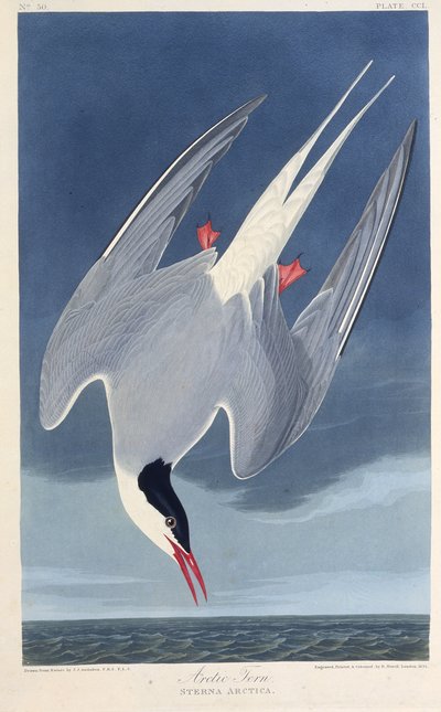Rybák arktický. Z The Birds of America, 1827-1838. od John James Audubon