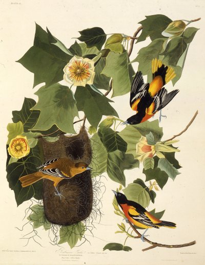 Žluva baltimorská. Z The Birds of America, 1827-1838. od John James Audubon