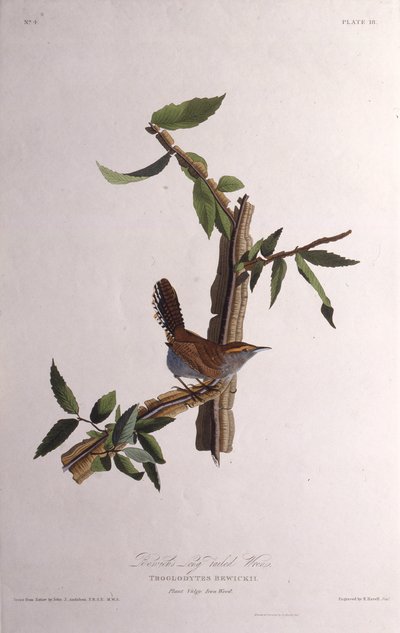 Střízlík Bewicks. Z The Birds of America, 1827-1838. od John James Audubon