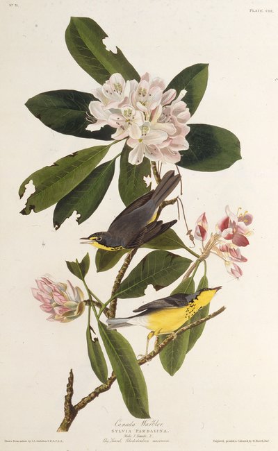 Pěnice kanadská. Z The Birds of America, 1827-1838. od John James Audubon