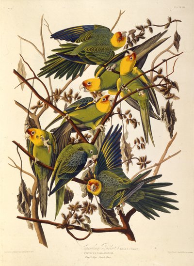 Andulka Carolina, From The Birds of America, 1827-1838. od John James Audubon