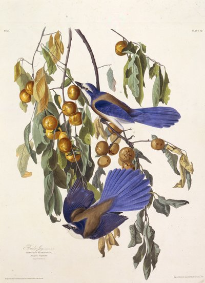 Sojka floridská. Z The Birds of America, 1827-1838. od John James Audubon