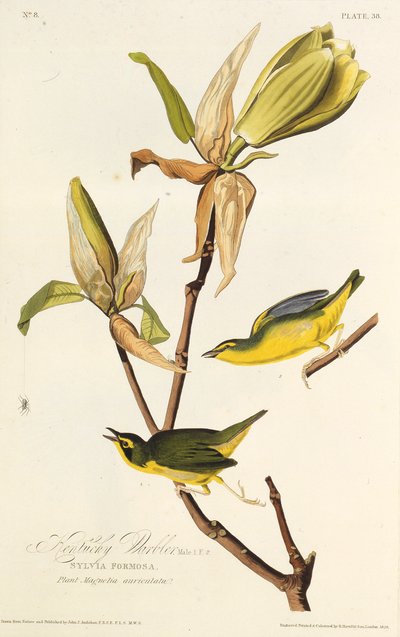 Pěnice z Kentucky. Z The Birds of America, 1827-1838. od John James Audubon