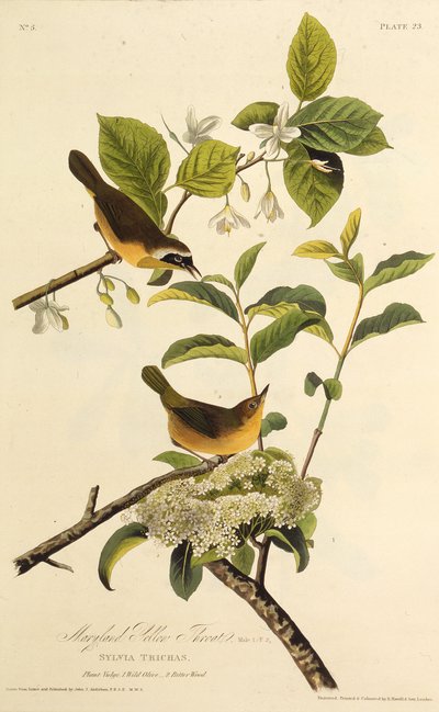 Žlutohrot z Marylandu. Z The Birds of America, 1827-1838. od John James Audubon