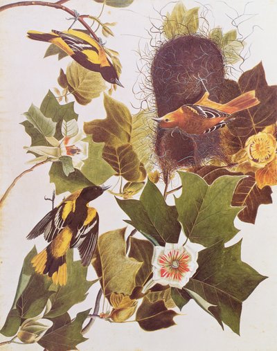 Oriole, z Birds of America od John James Audubon
