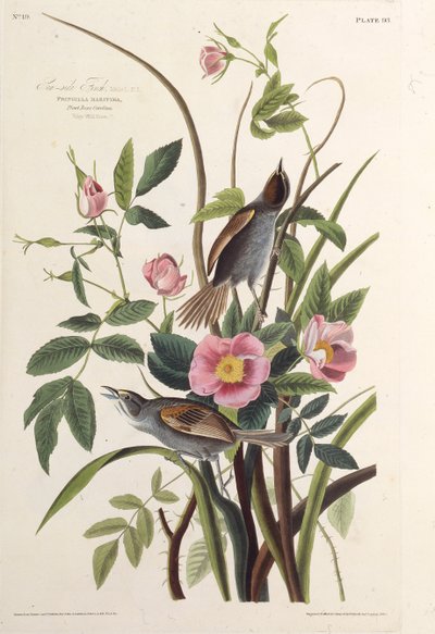 Pěnkava mořská. Z The Birds of America, 1827-1838. od John James Audubon