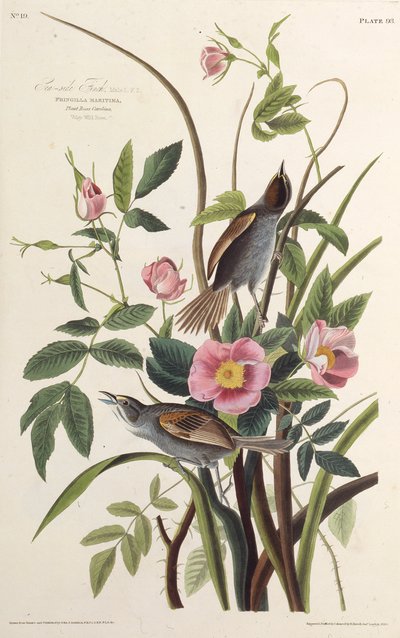 Pěnkava mořská. Z The Birds of America, 1827-1838. od John James Audubon