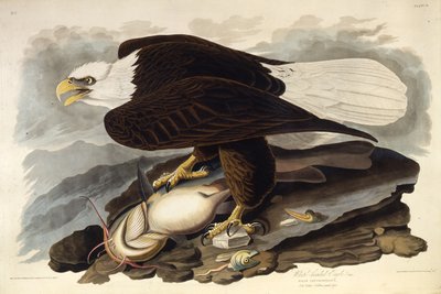 Orel bělohlavý. Z The Birds of America, 1827-1838. od John James Audubon