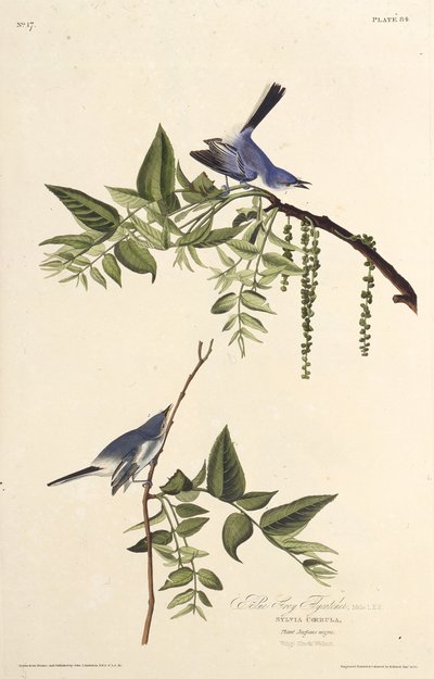 Modrošedý komár. Z The Birds of America, 1827-1838. od John James Audubon