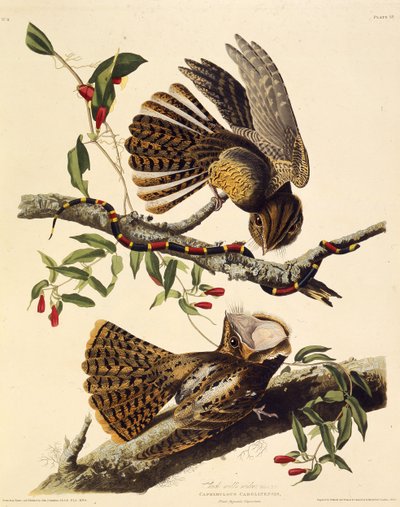 Chuck-wills-vdova. Z The Birds of America, 1827-1838. od John James Audubon