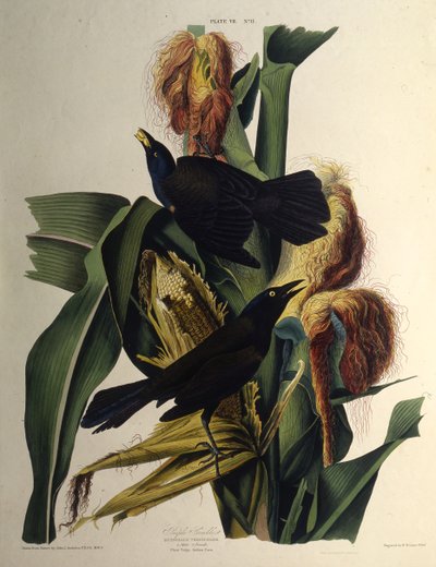 Obyčejný grackle. Z The Birds of America, 1827-1838. od John James Audubon