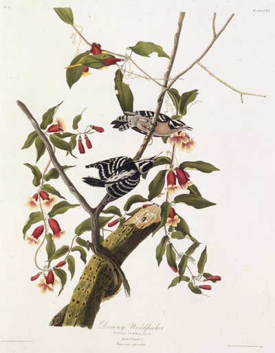 Datel pýřitý. Z The Birds of America, 1827-1838. od John James Audubon