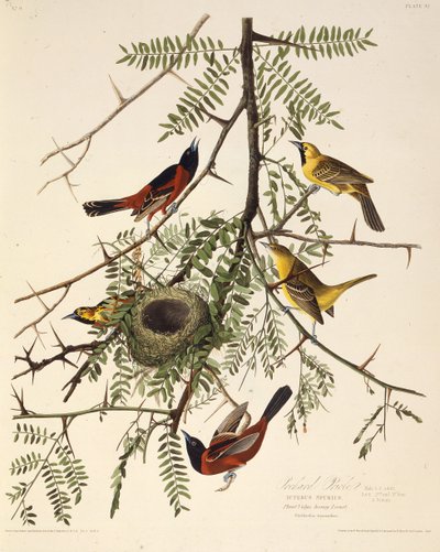 Žluva ovocná. Z The Birds of America, 1827-1838. od John James Audubon
