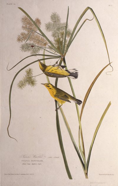 Pěnice prérijní. Z The Birds of America, 1827-1838. od John James Audubon