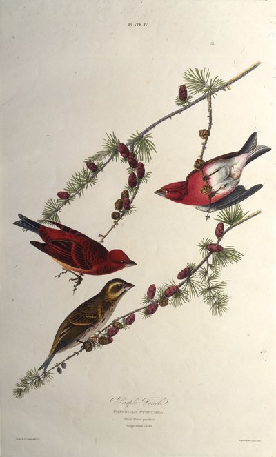 Pěnkava fialová. Z The Birds of America, 1827-1838. od John James Audubon