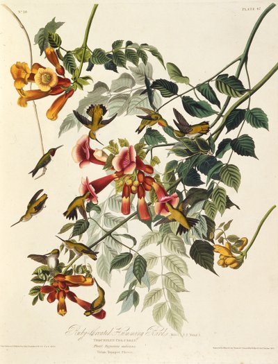 Kolibřík rubínový. Z The Birds of America, 1827-1838. od John James Audubon