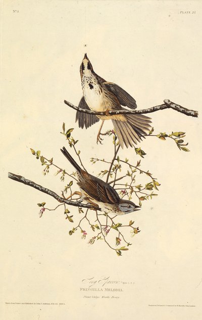Písničkový vrabec. Z The Birds of America, 1827-1838. od John James Audubon