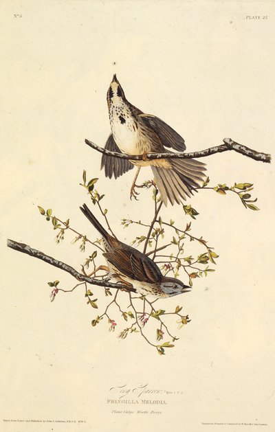 Písničkový vrabec. Z The Birds of America, 1827-1838. od John James Audubon