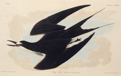 Rybák zarytý. Z The Birds of America, 1827-1838. od John James Audubon