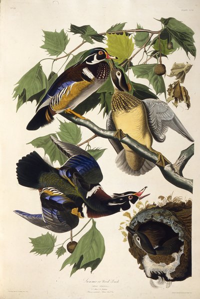 Dřevěná kachna. Z The Birds of America, 1827-1838. od John James Audubon