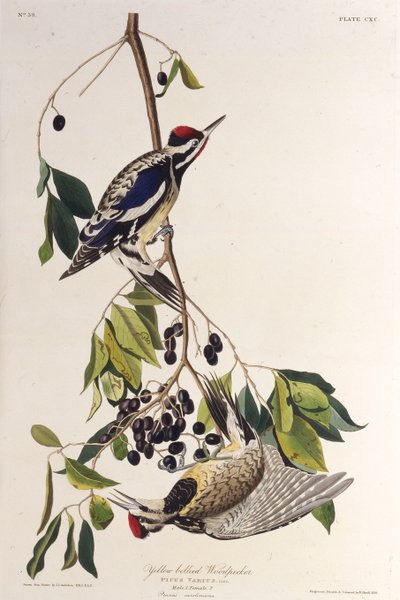 Žlutobřichý sapsook. Z The Birds of America, 1827-1838. od John James Audubon