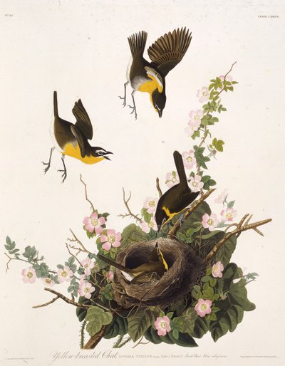 Žlutoprsá chata. Z The Birds of America, 1827-1838. od John James Audubon