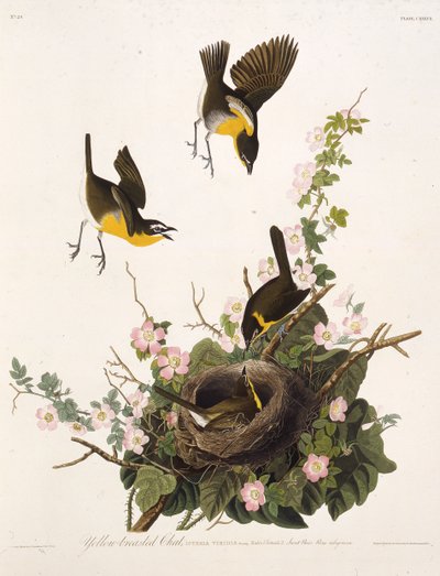 Žlutoprsá chata. Z The Birds of America, 1827-1838. od John James Audubon
