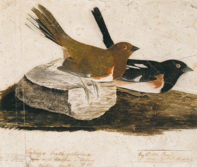 Zajíc polní od John James Audubon