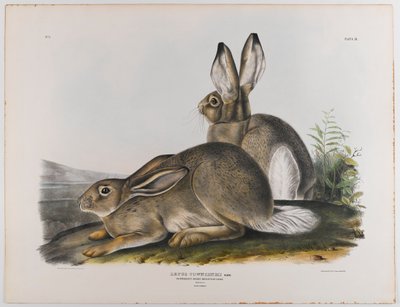 Townsends Rocky Mountain zajíc, 1842 od John James Audubon