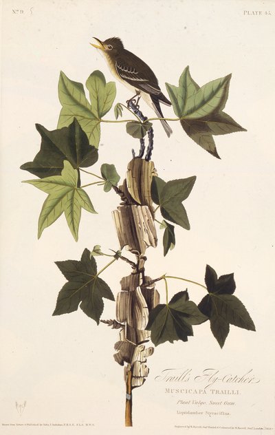 Trails flycatcher. Z The Birds of America, 1827-1838. od John James Audubon