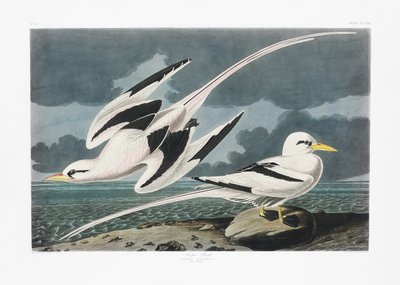 Tropický pták z díla „Birds of America“ (1827) od John James Audubon