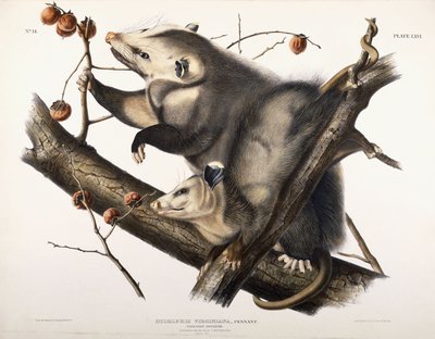 Virginská vačice, 1845 od John James Audubon