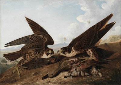 Sokoli stěhovaví (kachny) od John James Audubon