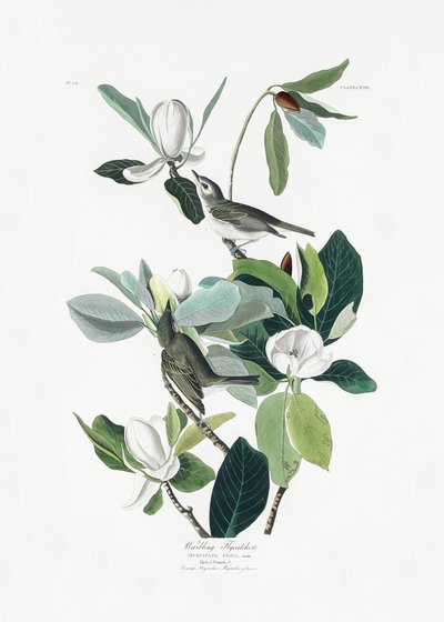 Trnorožec zpěvný z knihy „Birds of America“ (1827) od John James Audubon