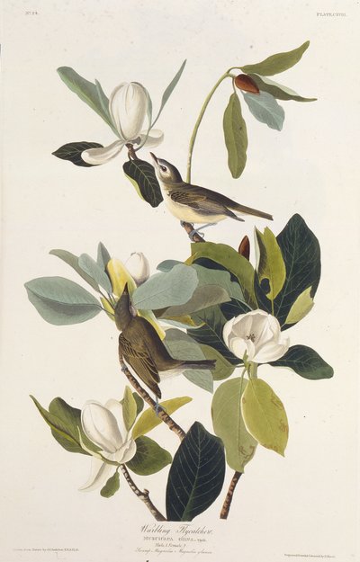 Mucholapka vlnící se. Z The Birds of America, 1827-1838. od John James Audubon