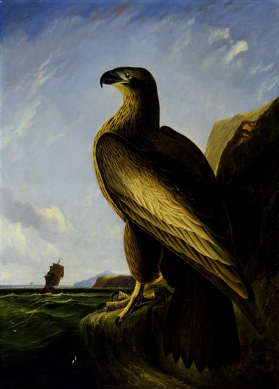 Washingtonský orel mořský od John James Audubon