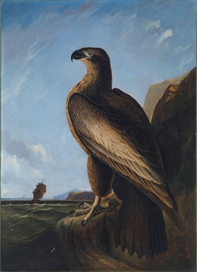 Washington Sea Eagle, ca. 1836-1839. od John James Audubon