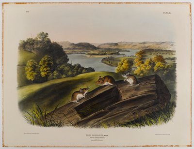 Myška bělonohá od John James Audubon