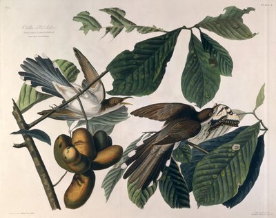 Kukačka žlutokřídlá, z knihy "Birds of America", rytina Williama Home Lizarse (1788-1859) a retuš Roberta Havella (1793-1878) 1829 od John James Audubon