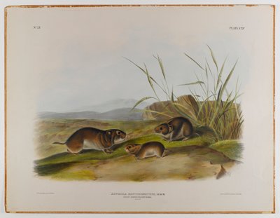 Myška luční žlutolící od John James Audubon