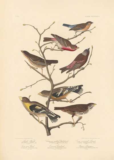 Lazulový pěnkava od John James Audubon/ Rob Havell