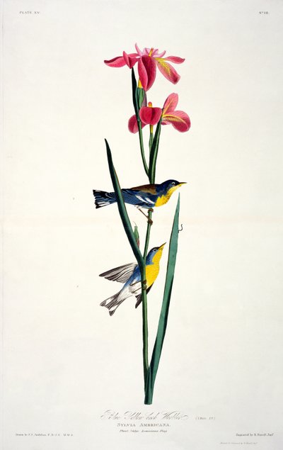 Modrý žlutohřbetý pěnice, z Birds of America, vyryl Robert Havell (1793-1878) od John James after Audubon