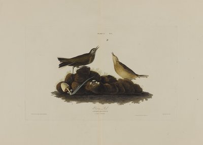Brown Lark, z Birds of America, vyryl Robert Havell (1793-1878) od John James after Audubon