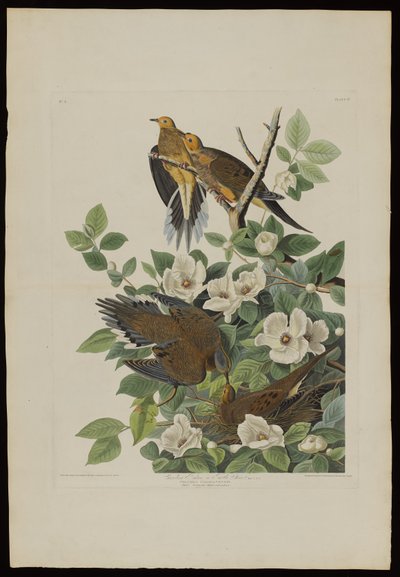 Carolina Pigeon nebo Turtle Dove, z Birds of America, vyryl Robert Havell (1793-1878) od John James after Audubon