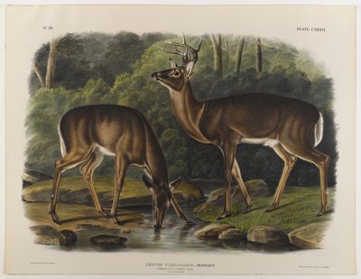 Common nebo Virginia Deer, vyrytý John T. Bowen (1801-c.1856) 1848 od John James after Audubon