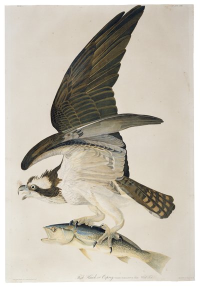 Fish Hawk nebo Osprey, litografie Julius Bien (1826-1909), 1860 od John James after Audubon