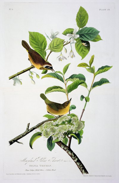 Maryland Yellow Throat, z Birds of America, vyryl Robert Havell (1793-1878) od John James after Audubon